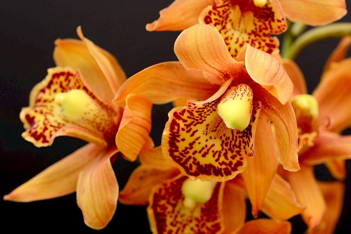 Die TOP Orchideendünger 2024 Für prachtvolle Pflanzen