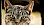 Katze guckt durch Katzenklappe - © CC0 - Pixabay - doanme